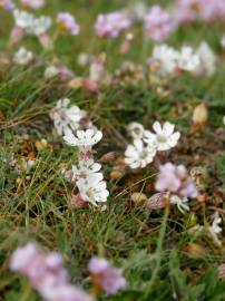 Fotografia da espécie Silene uniflora subesp. uniflora