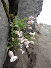 Fotografia da espécie Silene uniflora subesp. uniflora