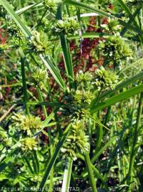 Fotografia da espécie Cyperus eragrostis