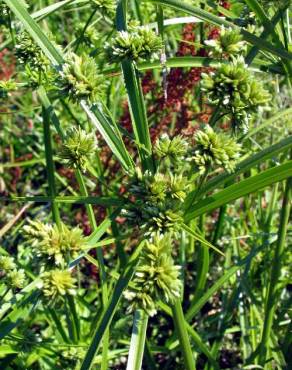 Fotografia 3 da espécie Cyperus eragrostis no Jardim Botânico UTAD