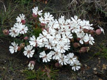 Fotografia da espécie Silene uniflora subesp. uniflora
