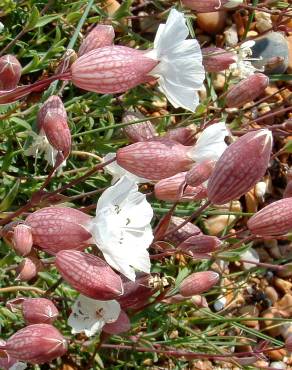 Fotografia 9 da espécie Silene uniflora subesp. uniflora no Jardim Botânico UTAD