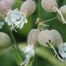 Fotografia 9 da espécie Silene vulgaris subesp. vulgaris do Jardim Botânico UTAD