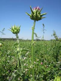 Fotografia da espécie Silybum marianum