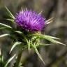 Fotografia 1 da espécie Silybum marianum do Jardim Botânico UTAD