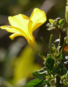 Fotografia 5 da espécie Linum trigynum subesp. trigynum no Jardim Botânico UTAD