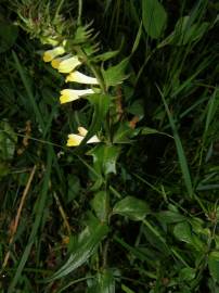 Fotografia da espécie Melampyrum pratense