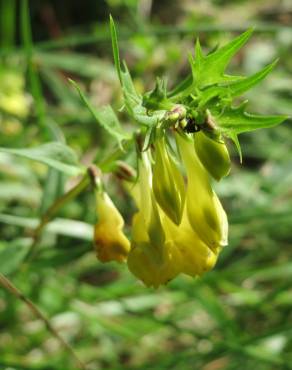 Fotografia 1 da espécie Melampyrum pratense no Jardim Botânico UTAD