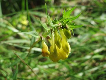 Fotografia da espécie Melampyrum pratense