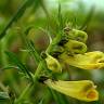 Fotografia 3 da espécie Melampyrum pratense do Jardim Botânico UTAD