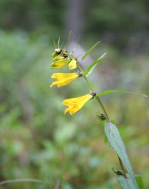 Fotografia 4 da espécie Melampyrum pratense no Jardim Botânico UTAD