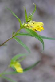 Fotografia da espécie Melampyrum pratense