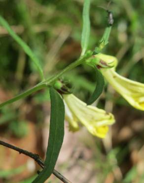 Fotografia 6 da espécie Melampyrum pratense no Jardim Botânico UTAD