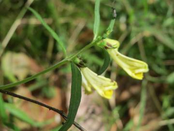 Fotografia da espécie Melampyrum pratense