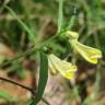 Fotografia 6 da espécie Melampyrum pratense do Jardim Botânico UTAD