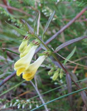 Fotografia 7 da espécie Melampyrum pratense no Jardim Botânico UTAD