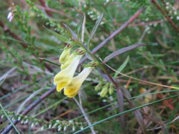 Fotografia da espécie Melampyrum pratense