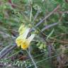 Fotografia 7 da espécie Melampyrum pratense do Jardim Botânico UTAD