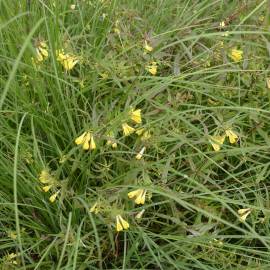Fotografia da espécie Melampyrum pratense