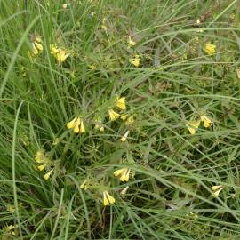 Fotografia da espécie Melampyrum pratense