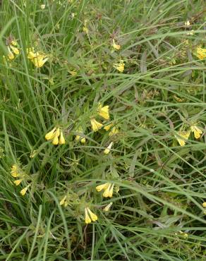 Fotografia 8 da espécie Melampyrum pratense no Jardim Botânico UTAD