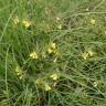 Fotografia 8 da espécie Melampyrum pratense do Jardim Botânico UTAD