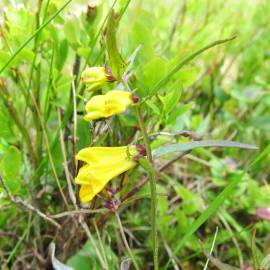 Fotografia da espécie Melampyrum pratense