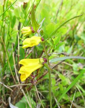 Fotografia 9 da espécie Melampyrum pratense no Jardim Botânico UTAD