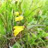 Fotografia 9 da espécie Melampyrum pratense do Jardim Botânico UTAD