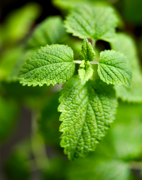 Fotografia 1 da espécie Melissa officinalis subesp. altissima no Jardim Botânico UTAD