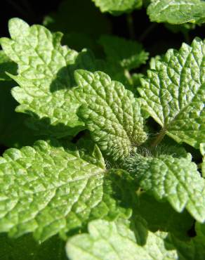 Fotografia 5 da espécie Melissa officinalis subesp. altissima no Jardim Botânico UTAD