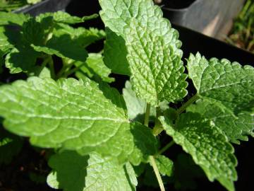 Fotografia da espécie Melissa officinalis subesp. altissima