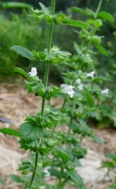 Fotografia da espécie Melissa officinalis subesp. altissima