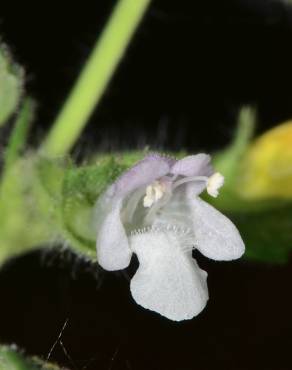 Fotografia 8 da espécie Melissa officinalis subesp. altissima no Jardim Botânico UTAD