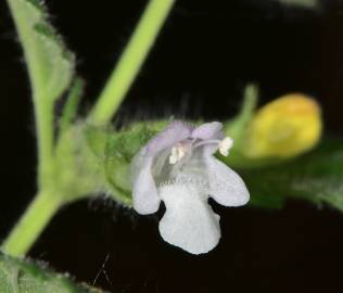 Fotografia da espécie Melissa officinalis subesp. altissima