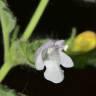 Fotografia 8 da espécie Melissa officinalis subesp. altissima do Jardim Botânico UTAD