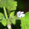 Fotografia 9 da espécie Melissa officinalis subesp. altissima do Jardim Botânico UTAD