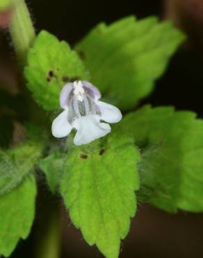 Fotografia 10 da espécie Melissa officinalis subesp. altissima no Jardim Botânico UTAD