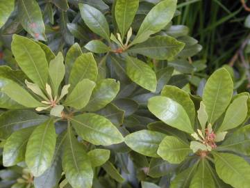 Fotografia da espécie Myrica faya