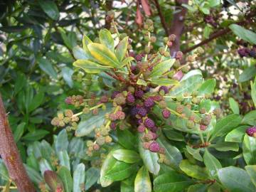 Fotografia da espécie Myrica faya