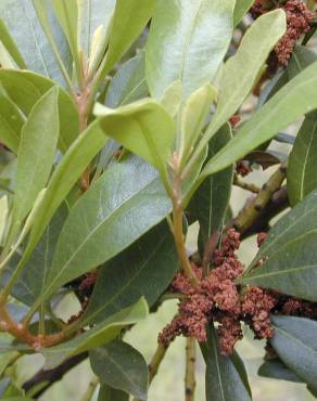 Fotografia 7 da espécie Myrica faya no Jardim Botânico UTAD