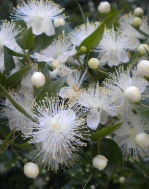 Fotografia 1 da espécie Myrtus communis no Jardim Botânico UTAD