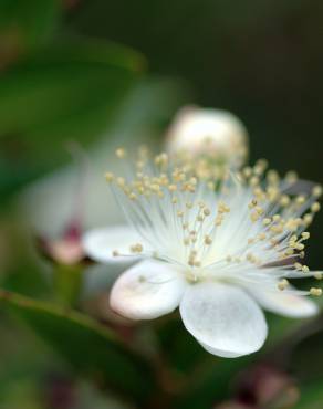 Fotografia 7 da espécie Myrtus communis no Jardim Botânico UTAD