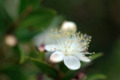 Fotografia da espécie Myrtus communis