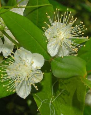 Fotografia 8 da espécie Myrtus communis no Jardim Botânico UTAD