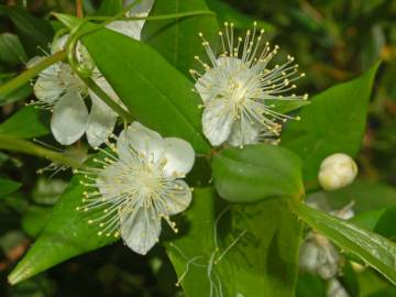 Fotografia da espécie Myrtus communis