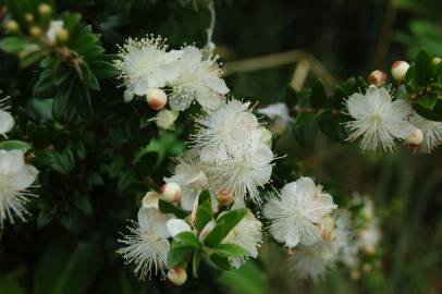 Fotografia da espécie Myrtus communis