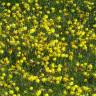 Fotografia 8 da espécie Narcissus bulbocodium do Jardim Botânico UTAD