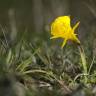 Fotografia 9 da espécie Narcissus bulbocodium do Jardim Botânico UTAD