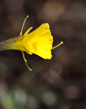Fotografia 10 da espécie Narcissus bulbocodium no Jardim Botânico UTAD